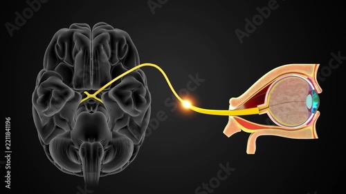 The Optic nerve (CN II) connects the back of the eyeball to the brain 3D animation video