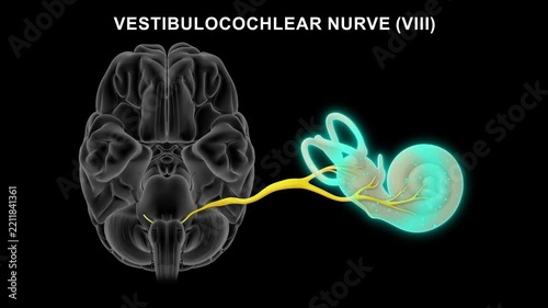 Vestibulocochlear nerve (8th cranial nerve) connected to cochlea 3D animation video