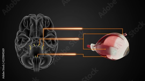 Cranial nerves III, IV, and VI associated with eye muscles 3D animation video