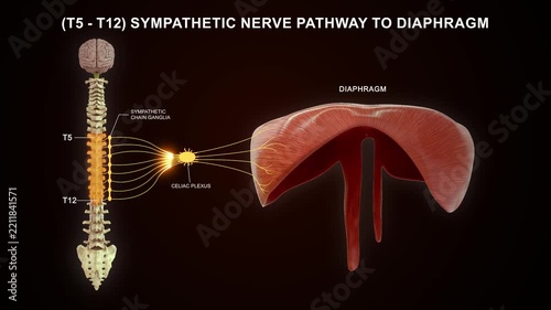Cranial nerves III, IV, and VI associated with eye muscles 3D animation video