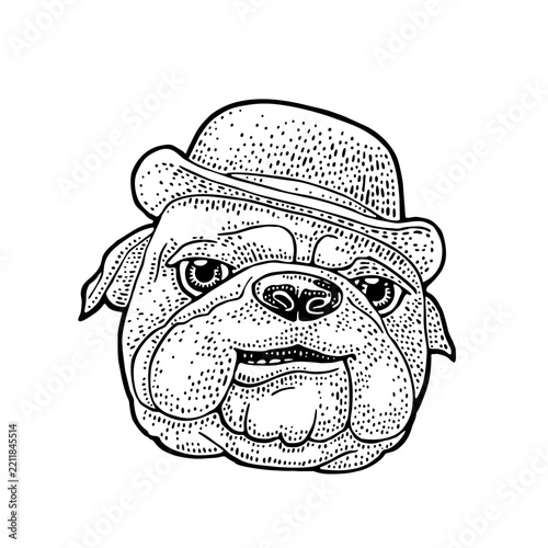Bulldog or boxer dog head wearing classic bowler hat. Vintage black hand drawn engraving illustration. Isolated on white background. Hand drawn design element for poster, for logo, mascot, t-shirt