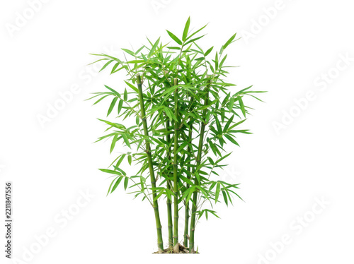 Fresh green basil plant in a clear glass vase