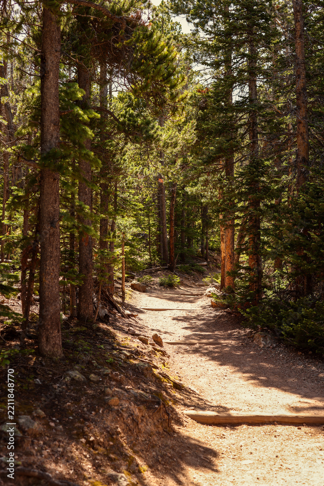 Fototapeta premium Sun-Dappled Eugenia Mine Trail Through Pine Forest in Rocky Mountain National Park, Colorado