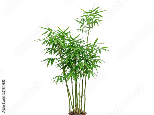 Fresh green basil plant in a clear vase