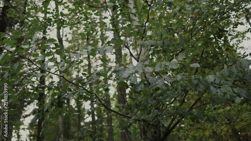 spätssommer im wald und laub