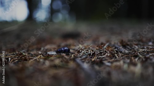 Mistkäfer krabbelt über den Waldboden