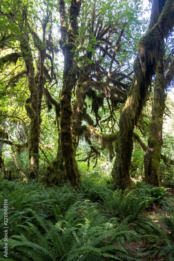 Obraz premium Moss-Draped Bigleaf Maples Above Sword Ferns in the Hall of Mosses