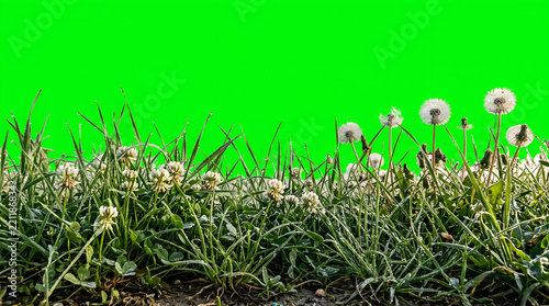 Low angle meadow grass and dandelion foreground on chroma key green screen