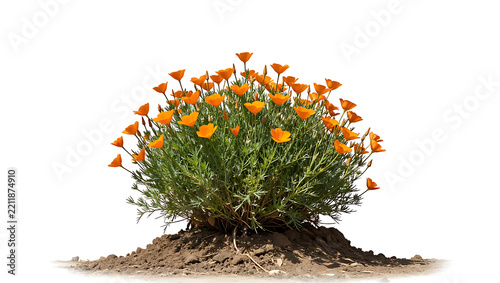 A bushy California poppy plant covered in bright orange cup-shaped flowers on white background