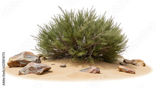 A green, bushy plant sits in sand surrounded by several rocks in a desert landscape.