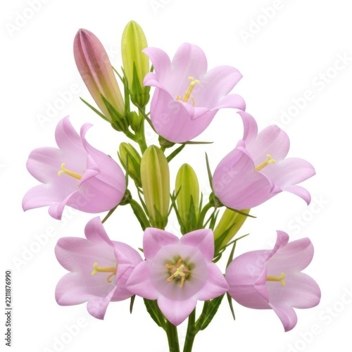 Pink orchid flower arrangement with green leaves