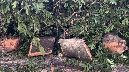Cut tree branches and trunk sections after urban pruning