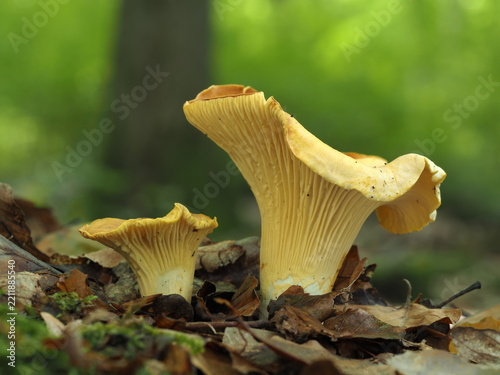 Blasse Laubwald-Pfifferlinge, Cantharellus pallens
