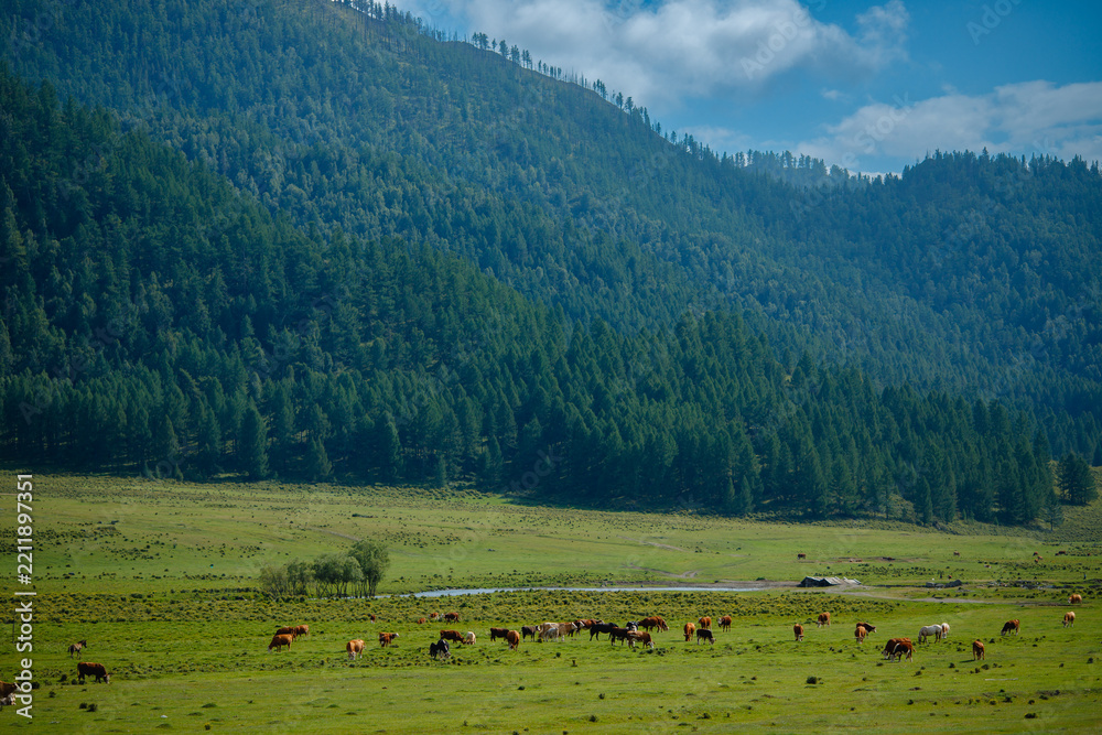 Obraz premium Serene pastoral landscape with cows grazing in lush green valley