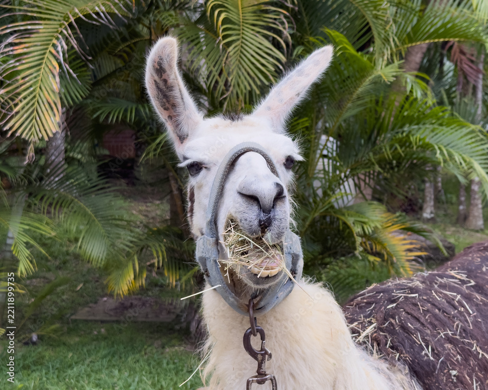 Obraz premium Funny llama chewing dry hay with an amusing expression outdoors on a tropical farm