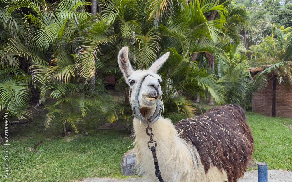 Obraz premium Portrait of an adorable, funny llama smiling and showing its teeth, with tropical palm trees in the background
