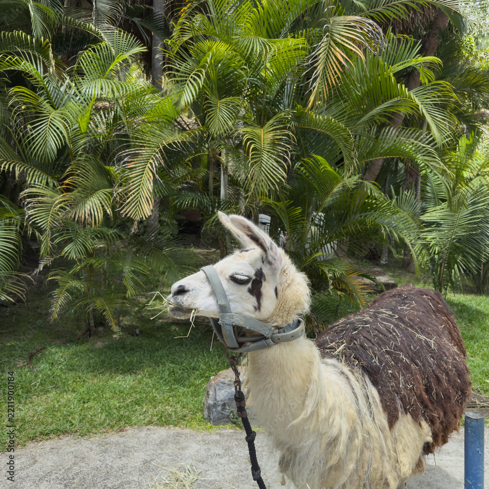 Obraz premium White and brown llama chewing hay outdoors in a tropical park