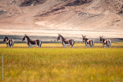 Kiang herd walking across a green Ladakh meadow