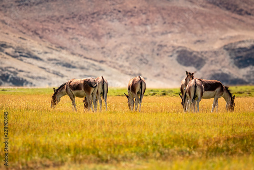 Kiang grazing together on a Ladakh mountain meadow