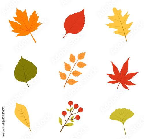 A set of colorful autumn leaves isolated on a white background. Elements for a cozy design. Flat vector illustration