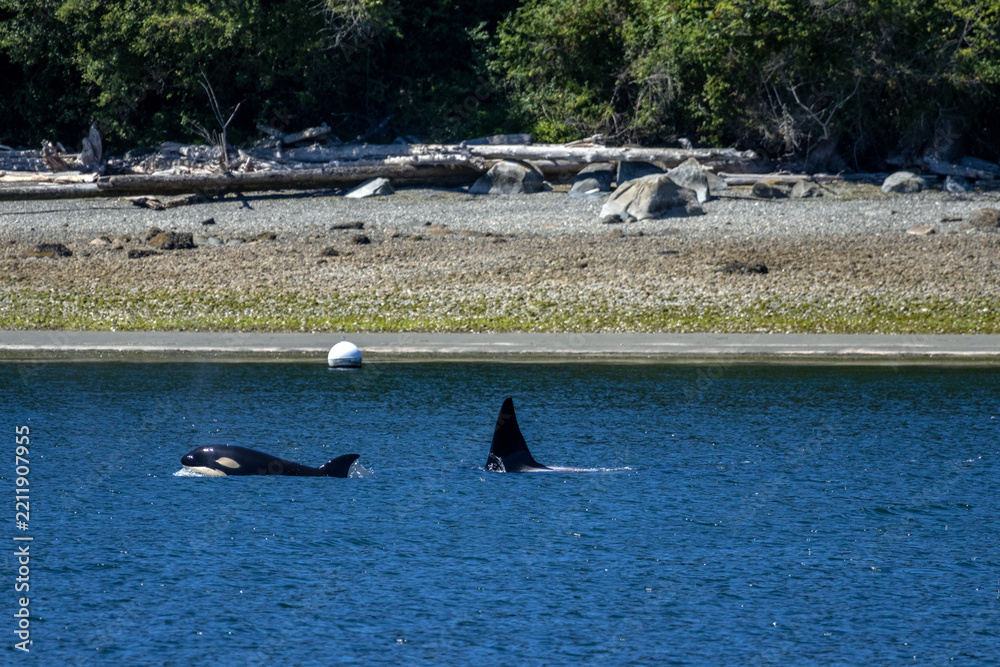 Fototapeta premium Two Bigg's Orcas Surfacing Off a Driftwood-Strewn Beach