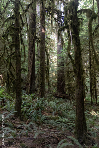 Moss-Draped Trees and Sword Ferns in an Old-Growth Forest