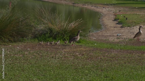 Goose mother guiding goslings by the lake