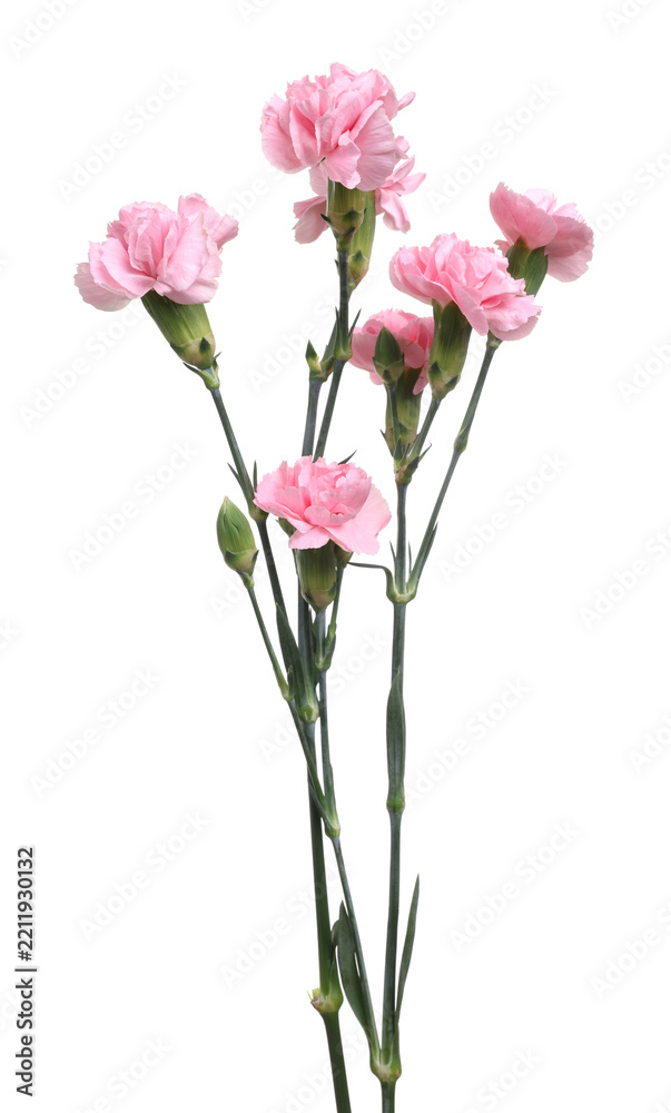 Obraz premium Beautiful pink carnation flowers isolated on white