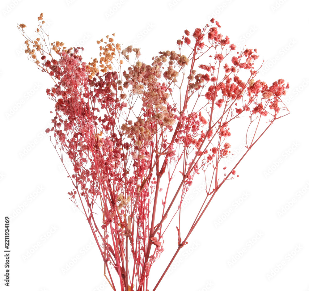 Fototapeta premium Beautiful dried gypsophila flowers isolated on white