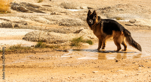 Long-Haired German Shepherd Standing in Shallow Water and Looking at Camera