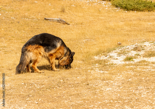 Long-Haired German Shepherd Sniffing Dry Grass in a Mountain Landscape