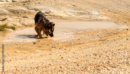 Long-Haired German Shepherd Drinking from a Shallow Mountain Pool