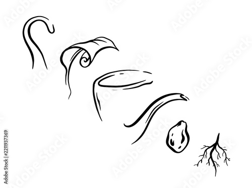 Seed germination stages depicted with simple line drawings against a white background symbolizing growth
