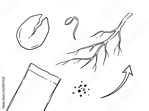 Soybean seed germination and growth stages with roots and sprout development for agriculture