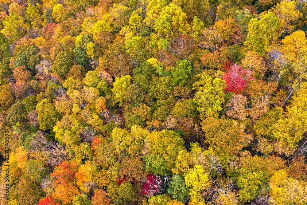 Obraz premium Landscape of woods nature in fall season. Colorful forest with yellow canopies in autumn.