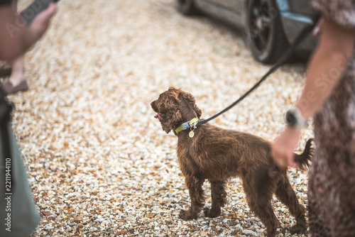 A brown cocker spaniel dog standing on a gravel driveway while held on a leash by its owner