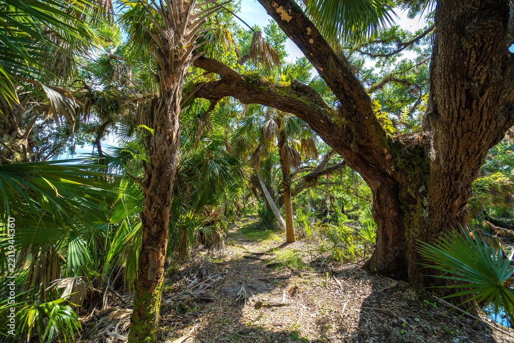 Obraz premium Trail pathway through wild tropical jungles. Florida nature with dense green rainforest. Palm trees and vegetation in southern USA