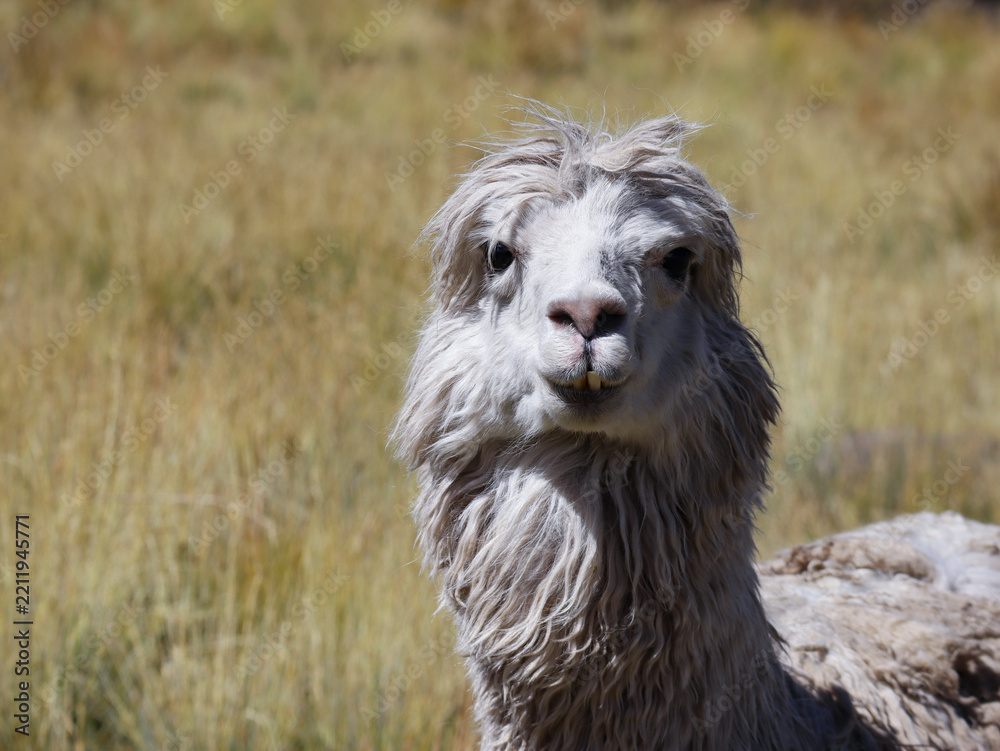 Fototapeta premium Close up of a disheveled gray and white alpaca facing the camera in a dry high Andean grassland