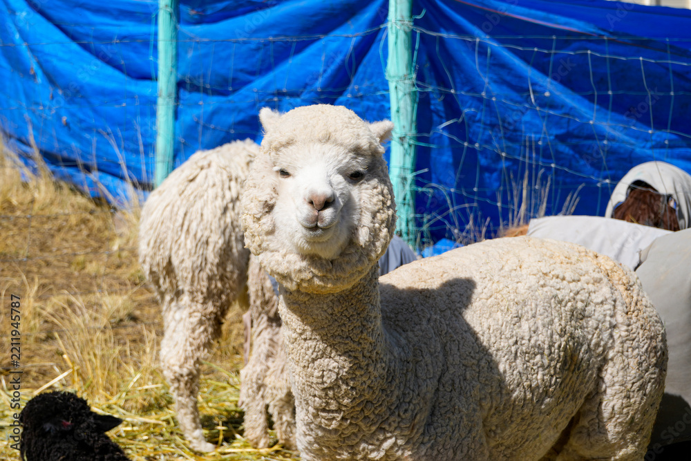 Fototapeta premium White Huacaya alpaca with dense fleece looking at the camera next to a young alpaca in a pen covered with blue netting