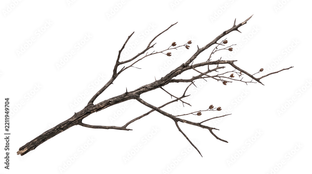 Fototapeta premium Dry thorny tree branch with small brown seeds isolated on transparent background