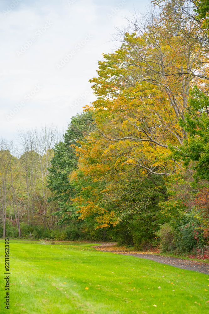 Fototapeta premium copy space image park path fallen leaves on the ground, selective focus golden fall backgrounds theme, wet autumn day, pathway perfect day, authentic candid backgrounds