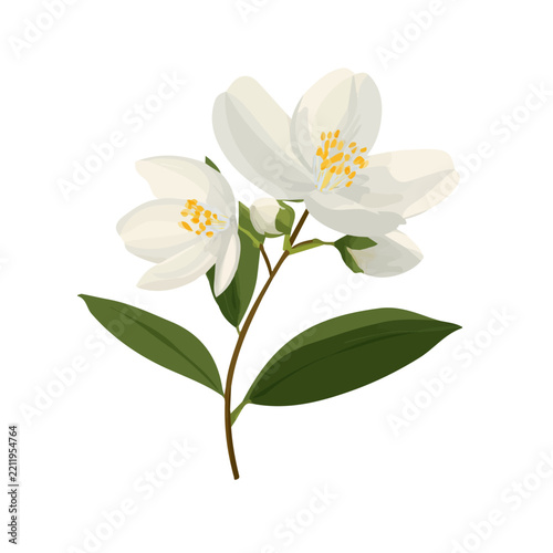 2D minimalist flat vector of a Jasmine Flower, contemporary clean design isolated on white.
