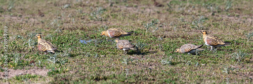 A flock of Pin-tailed Sandgrouse (Pterocles alchata) drinking water from an artesian spring in natural desert habitats, Betpak-Dala desert