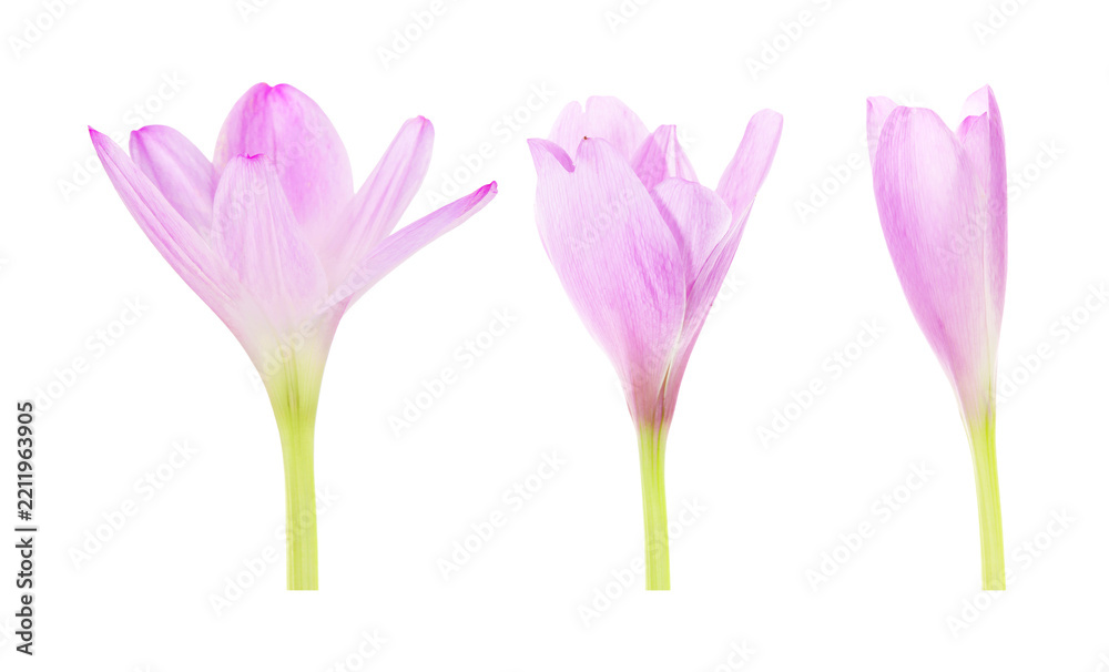 Obraz premium Beautiful crocus on white background. Collage showing flower blooming