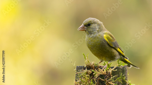 European Greenfinch Perched on Mossy Post With Soft Yellow-Green Background Wildlife Close-Up