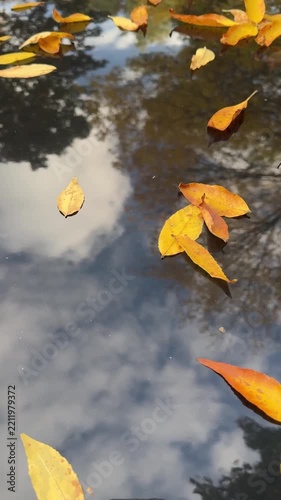 Autumn Leaves Floating On Water With Sky Reflection Video