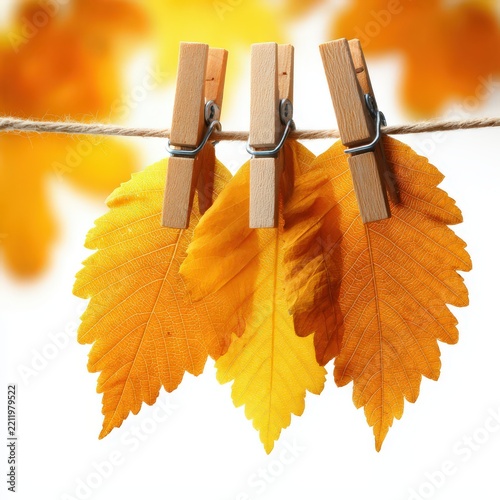 Autumn leaves drying on a clothesline in vibrant color on a white background