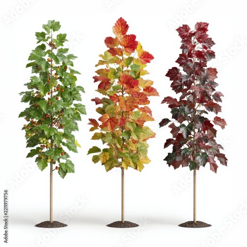Vibrant autumn trees showcasing colorful leaves in a serene white background