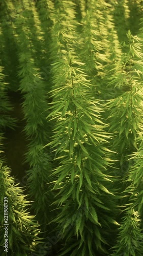 The scene shows rows of cannabis plants growing in a field during the day. The sun shines on the tall green plants, creating a lush environment.