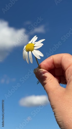 Woman Hand Holding Chamomile Flower Against Blue Sky Video